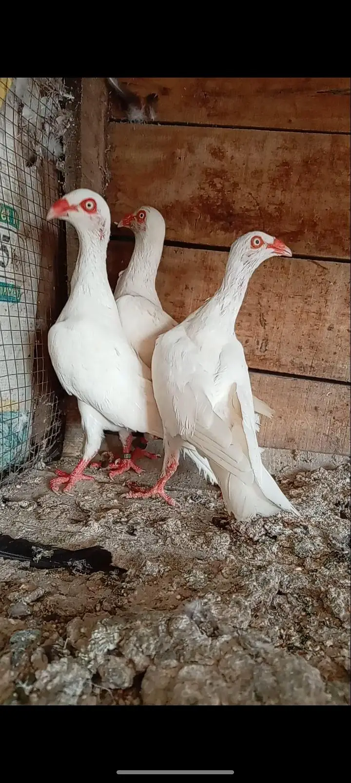 white Denish Female — photo 5