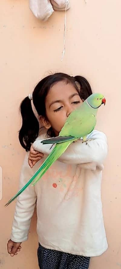 budgies bireeder pairs