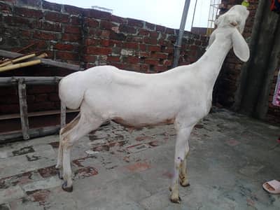 Talagang dumba 34 height