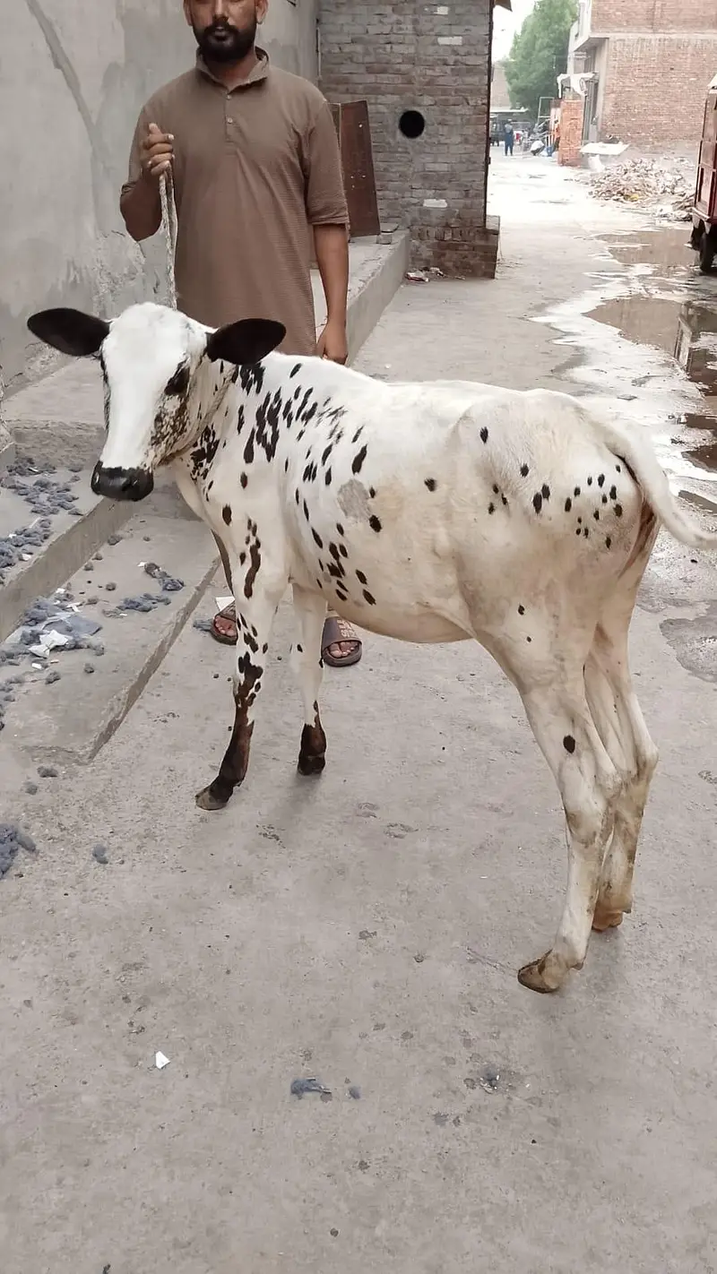 cross bachri for sale — photo 2