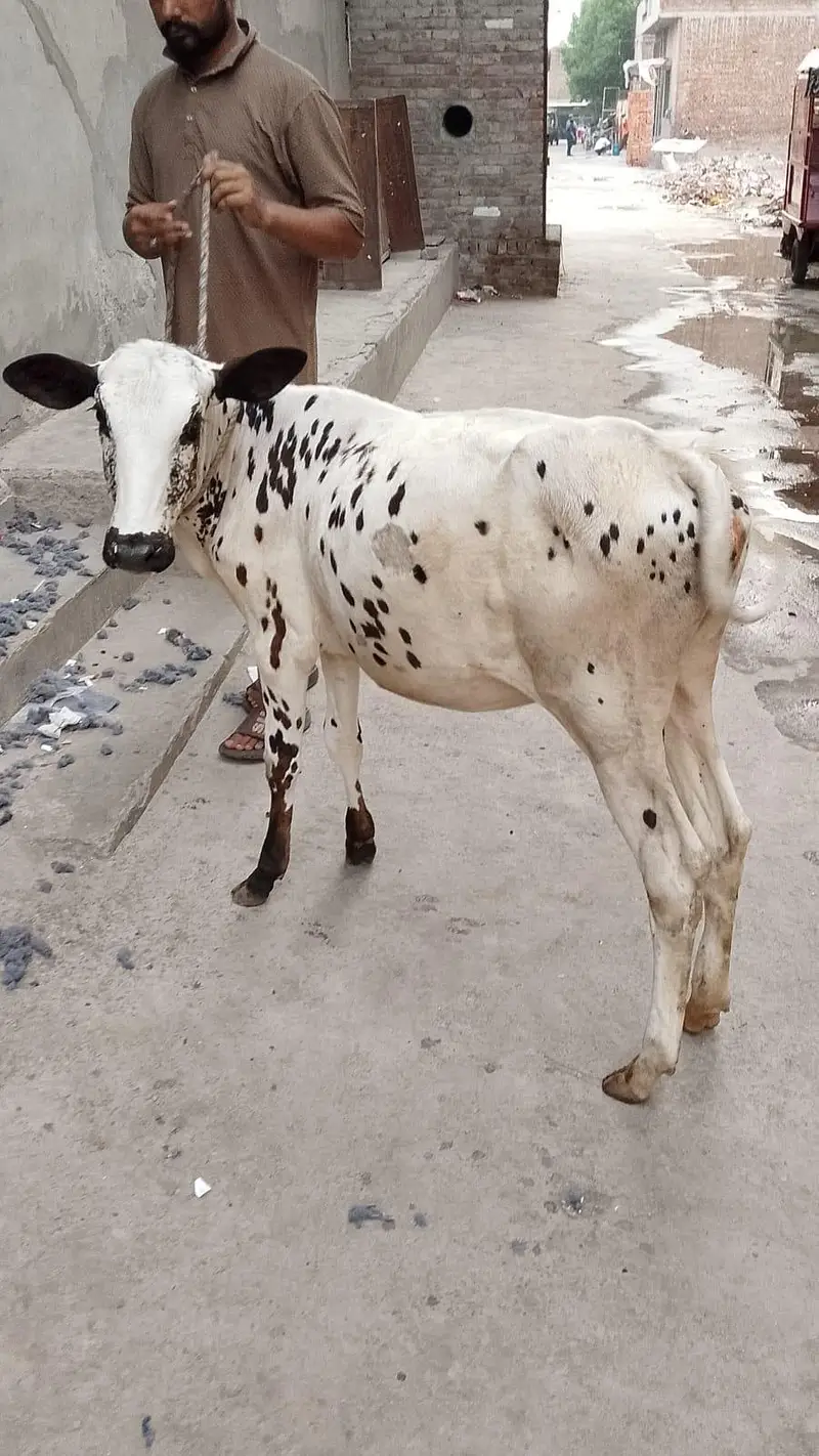 cross bachri for sale — photo 3