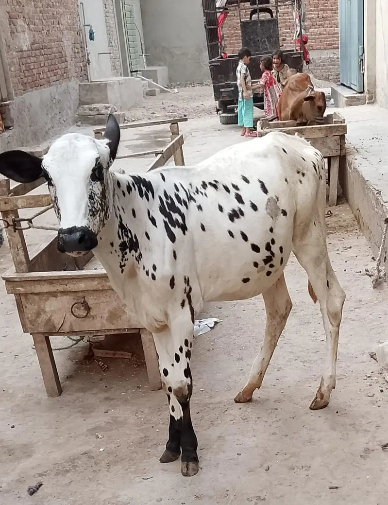 cross bachri for sale — photo 4