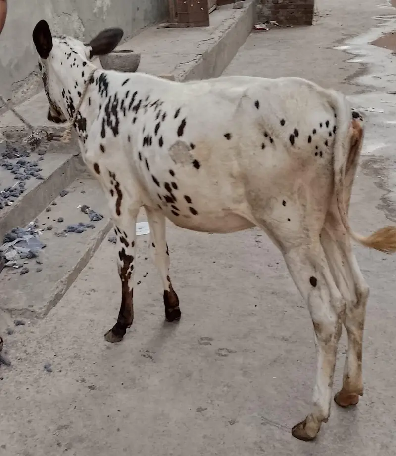 cross bachri for sale — photo 5