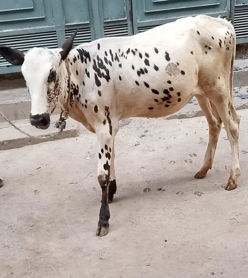 cross bachri for sale — photo 6