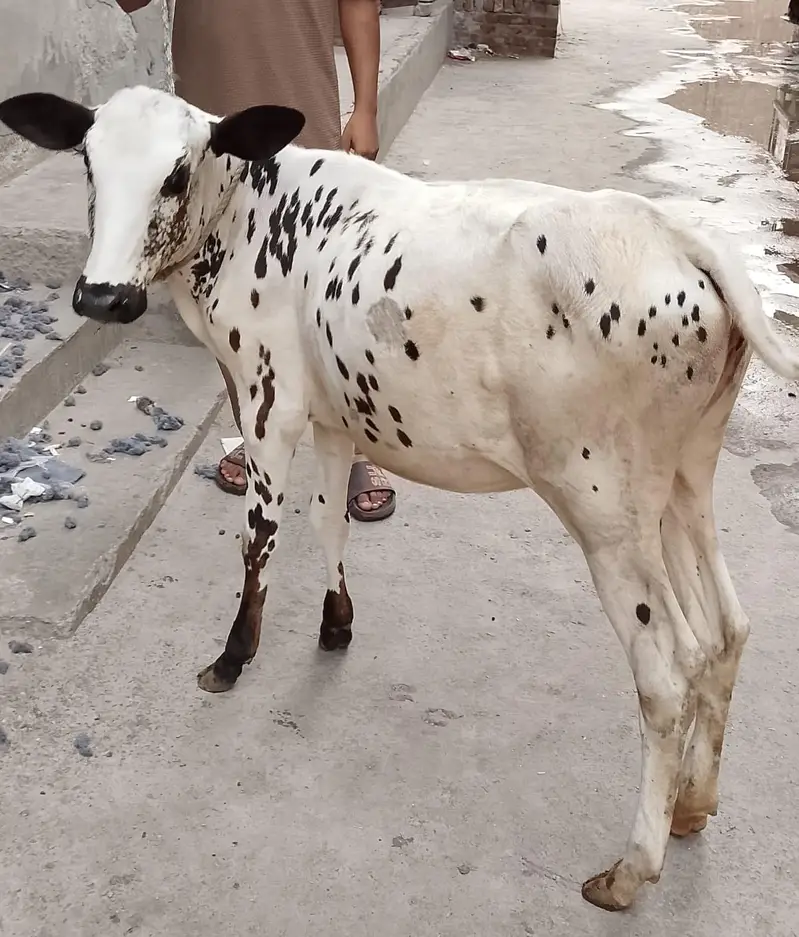 cross bachri for sale — photo 7