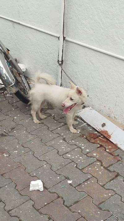 Samoyed German for sale
