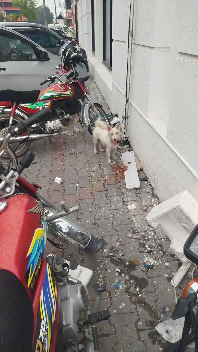 Samoyed German for sale — photo 2