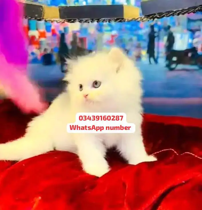 ( Persian Female Kitten ) For sale Contact WhatsApp — photo 2