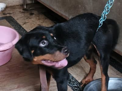 female available
