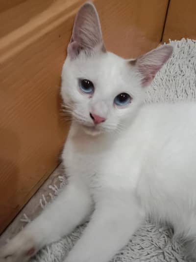 white persian cat