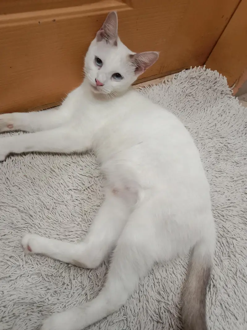 white persian cat — photo 2