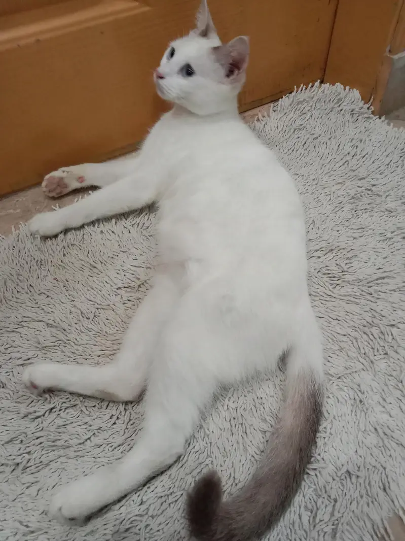 white persian cat — photo 3