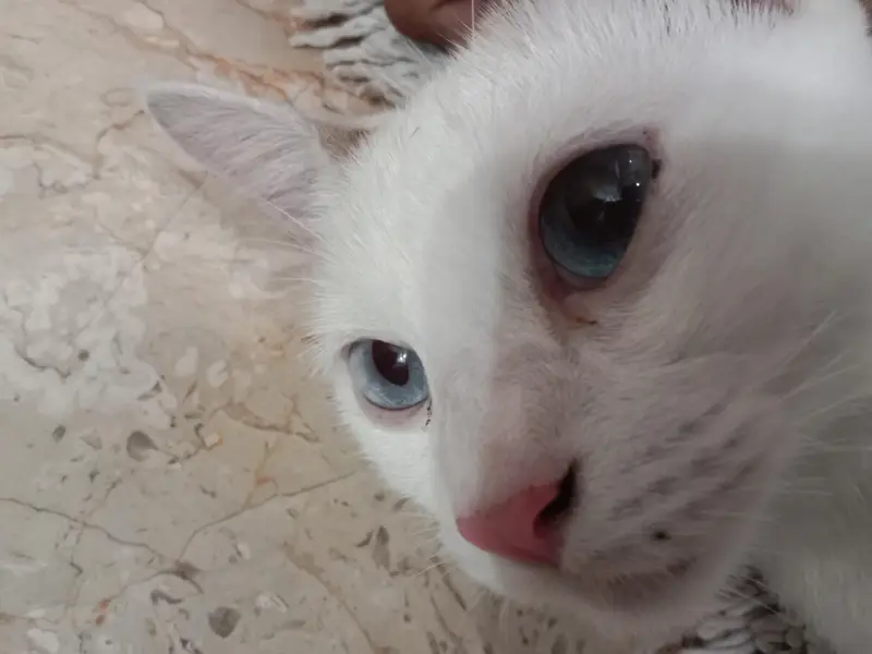 white persian cat — photo 4