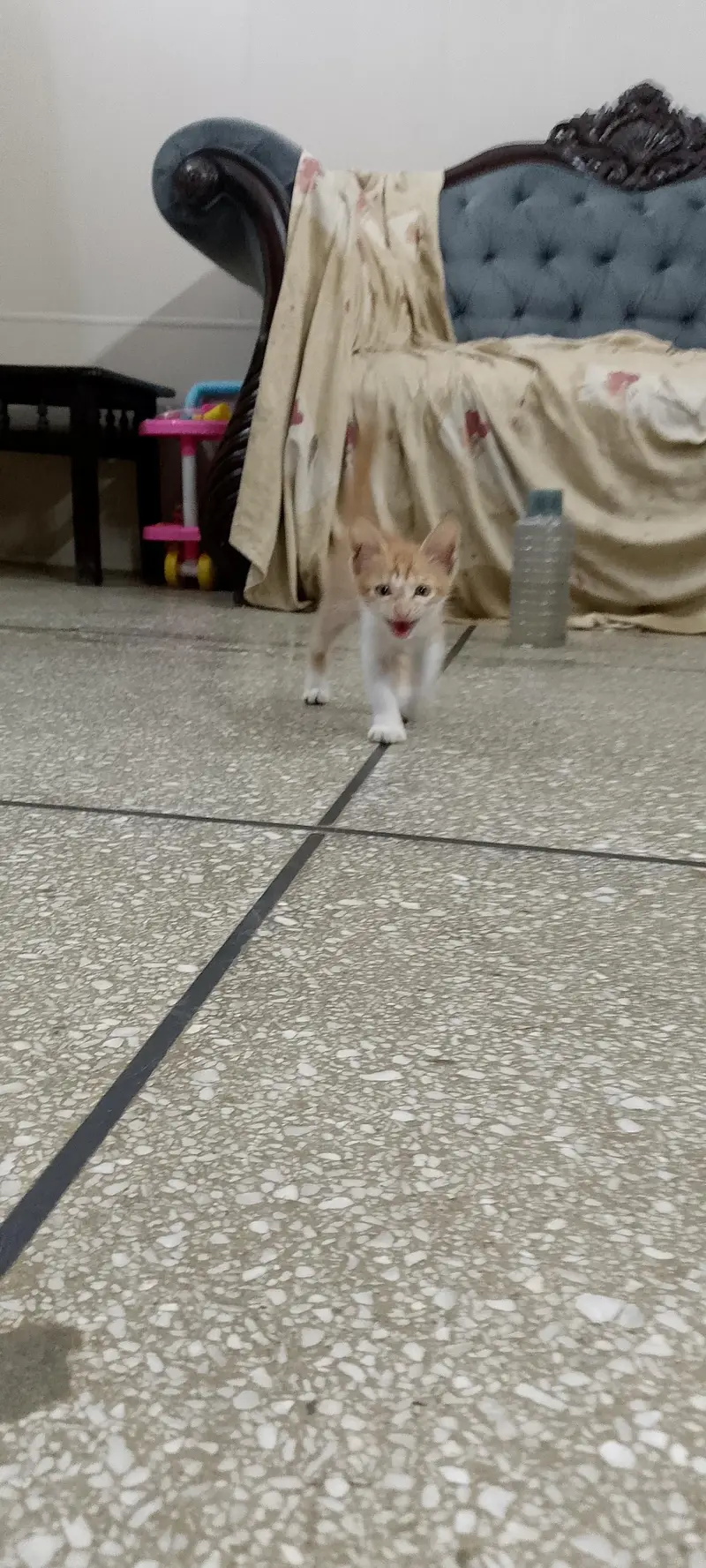 Male cat — photo 2