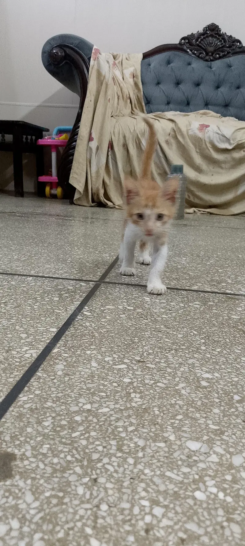 Male cat — photo 3