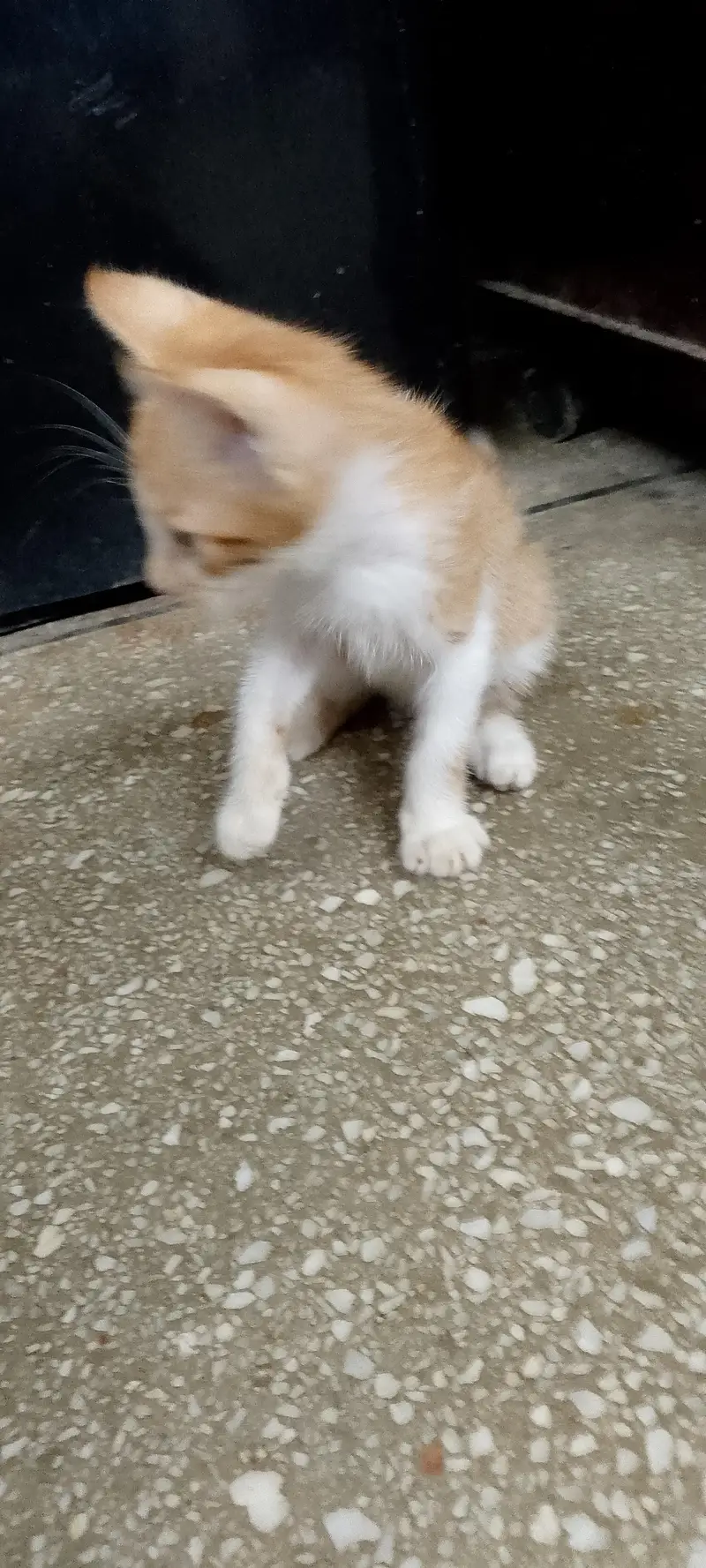 Male cat — photo 5
