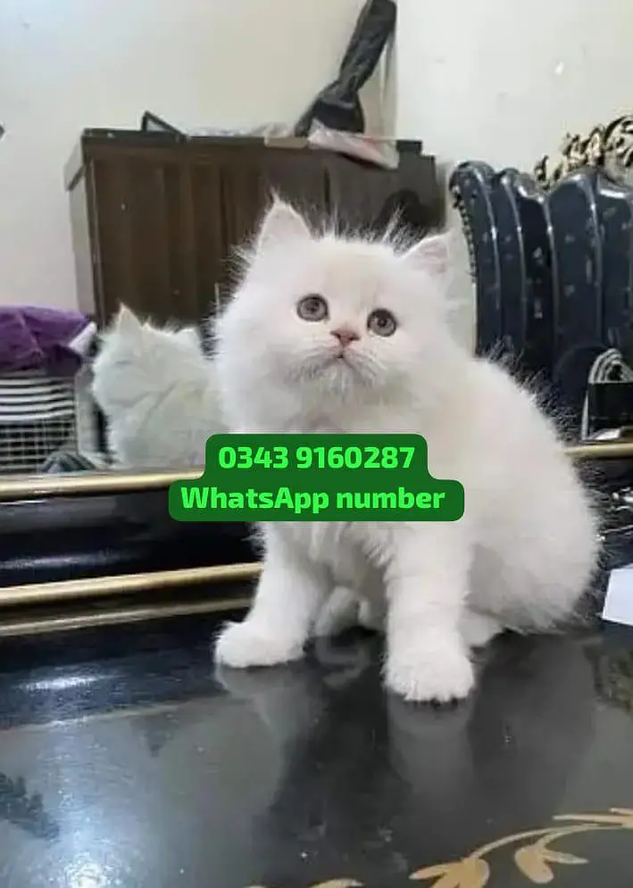 ( Persian Female Kitten ) For sale Contact WhatsApp — photo 2
