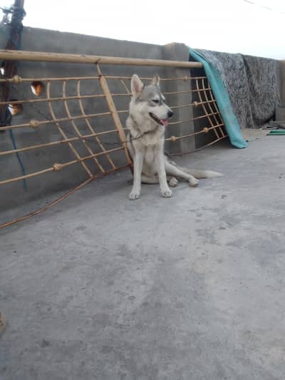 urgent sell double coat
