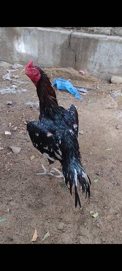 jagiri patha 13 Manatee ka Zardom lasani par bi h is ma