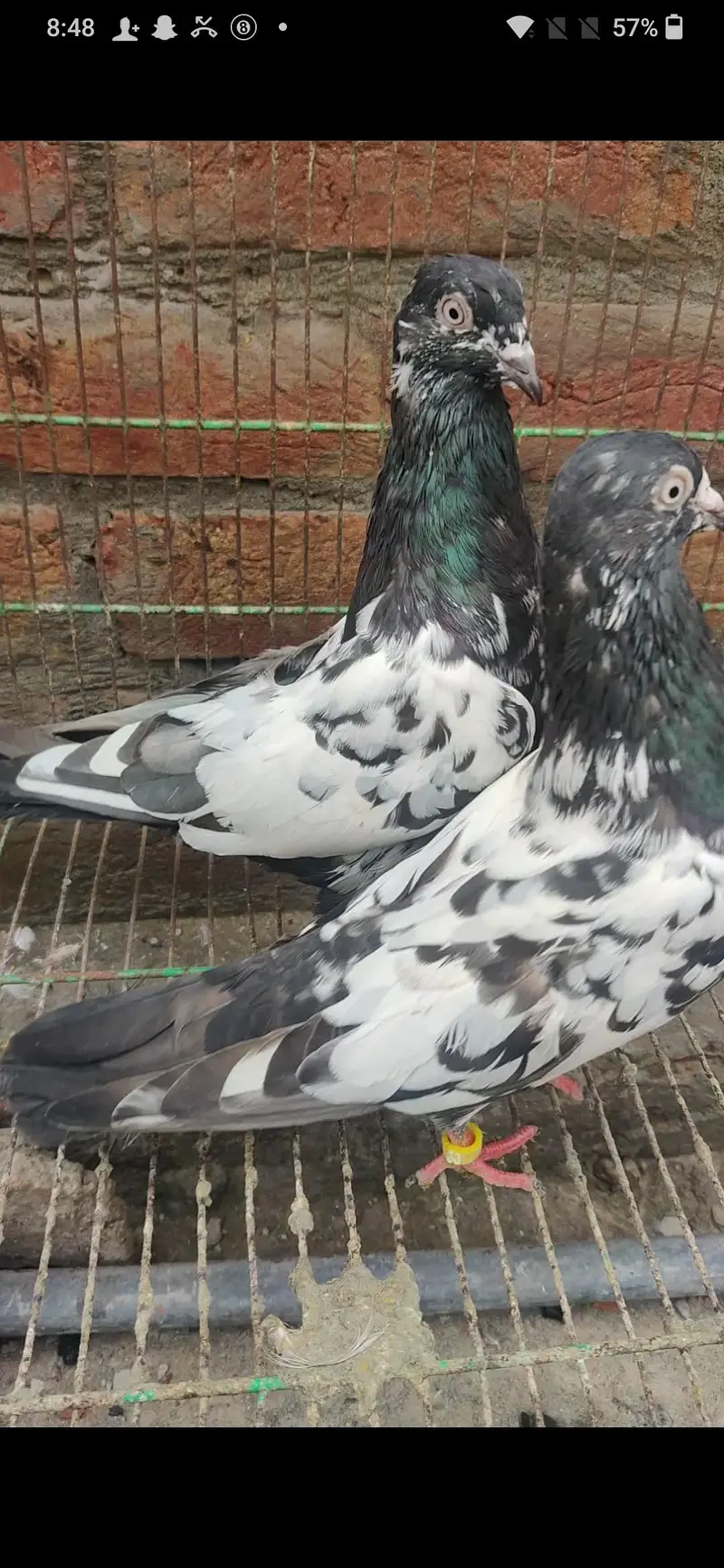 breeder kabootar Whatsapp 03/29/46/64/5/32 — photo 2