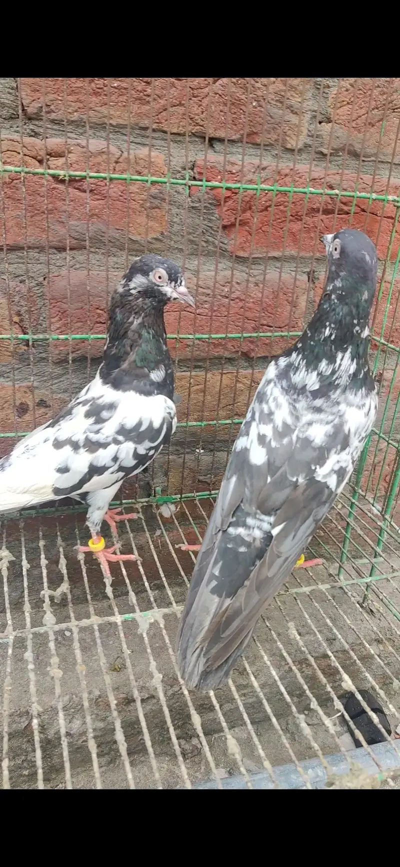 breeder kabootar Whatsapp 03/29/46/64/5/32 — photo 4
