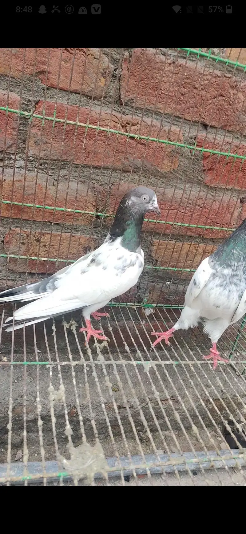 breeder kabootar Whatsapp 03/29/46/64/5/32 — photo 6
