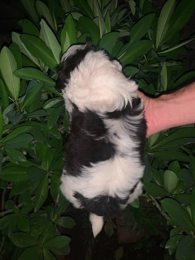 shihtzu male puppy black&white healthy and active