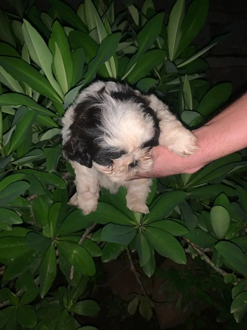 shihtzu male puppy black&white healthy and active — photo 2