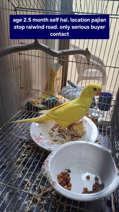 yellow ringnck parrot available