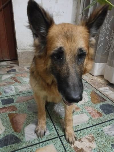 I want to sell my pet dog