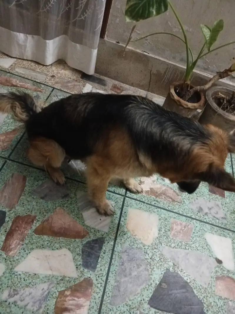 I want to sell my pet dog — photo 2
