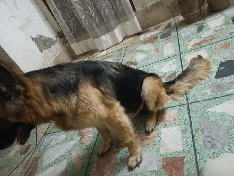 I want to sell my pet dog — photo 3