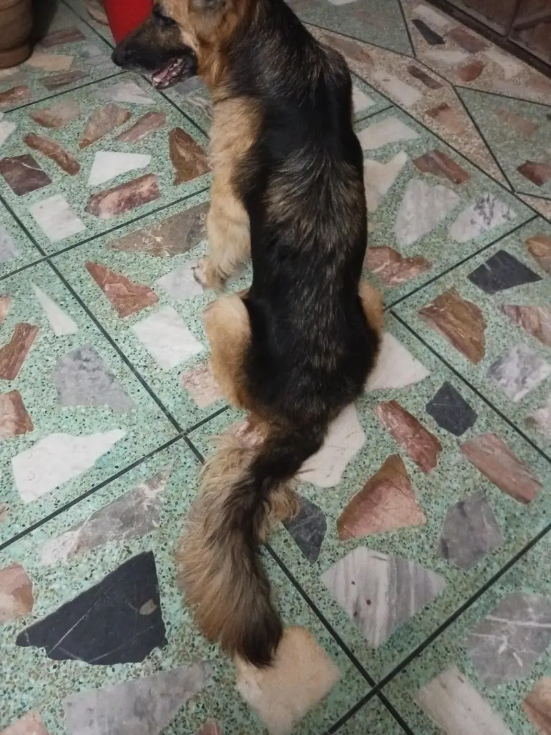 I want to sell my pet dog — photo 4