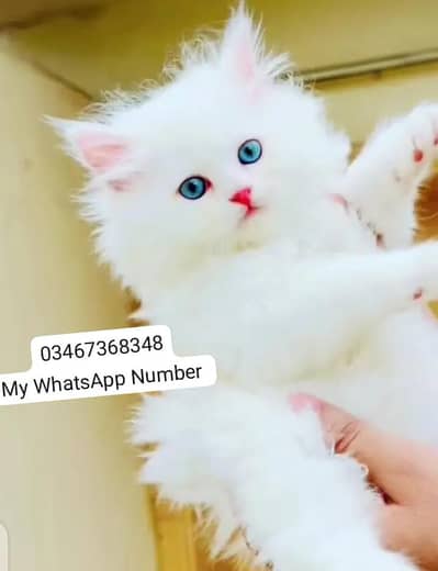 person kitten for urgent sale