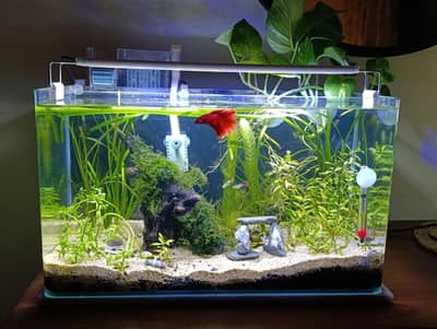 planted fish aquarium