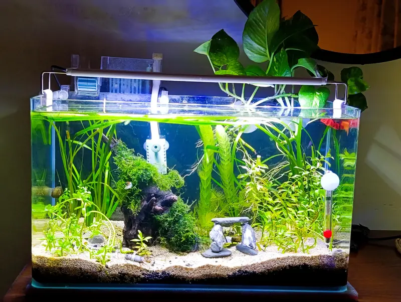 planted fish aquarium — photo 2