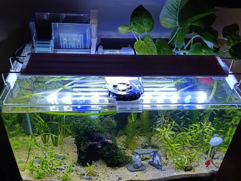 planted fish aquarium — photo 3