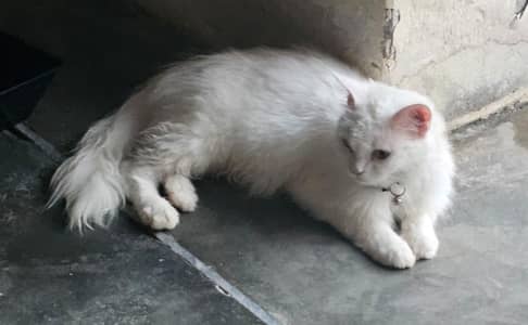 Persian Cat Triple Coated