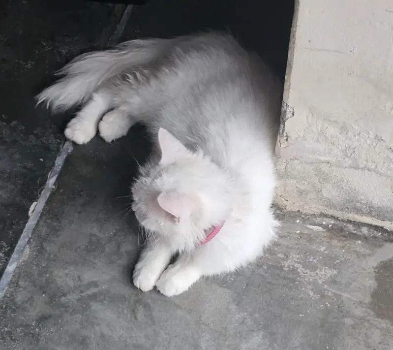 Persian Cat Triple Coated — photo 2