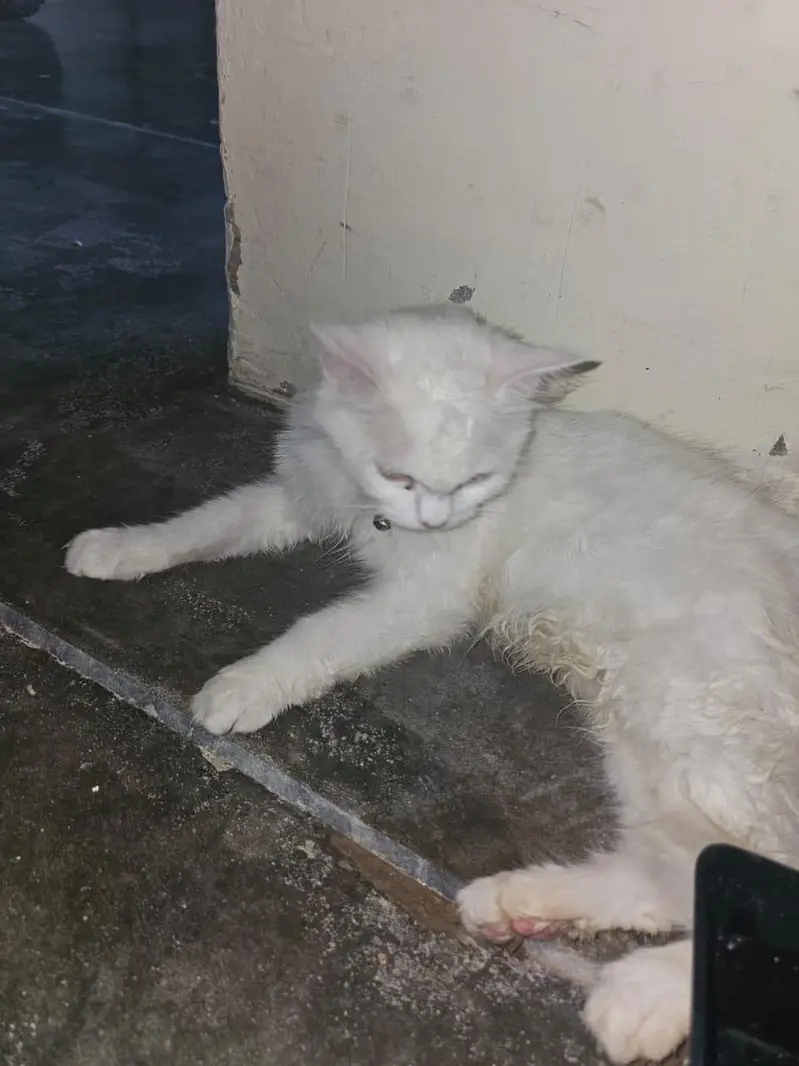 Persian Cat Triple Coated — photo 3