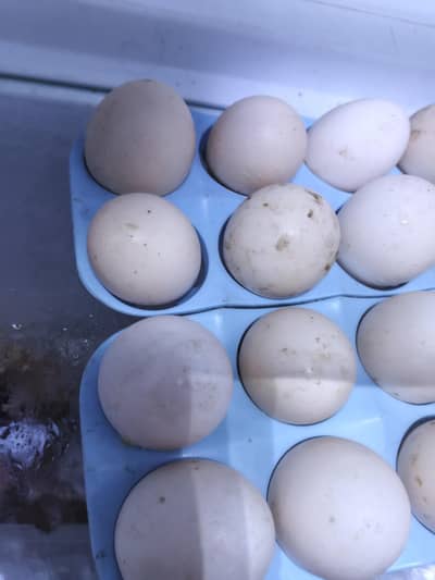 hera aseel fresh egg for sale