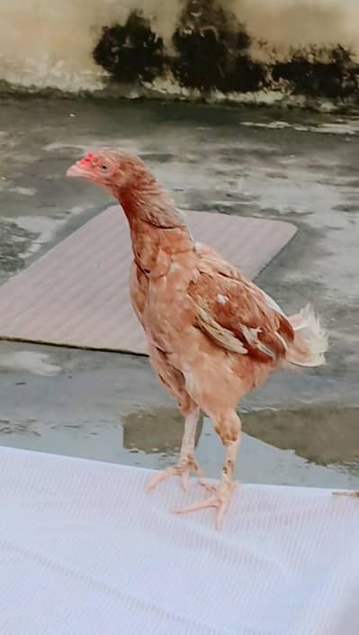 Aseel Murgi for sale.