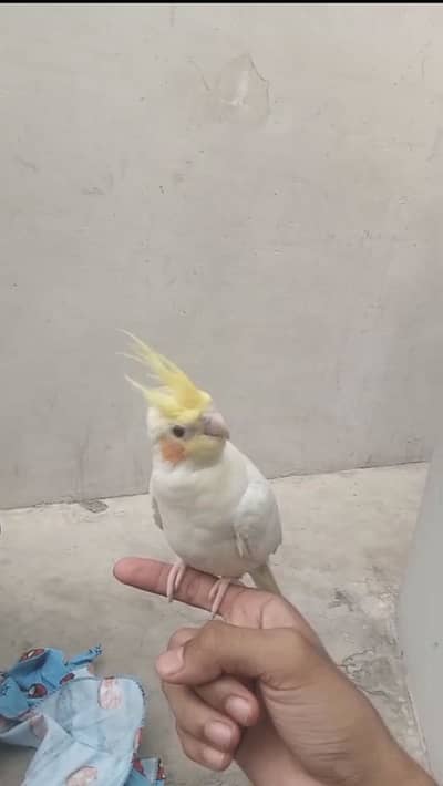 Tamed Lutino Cockatiel | Friendly | No Bite | Singing & Dancing