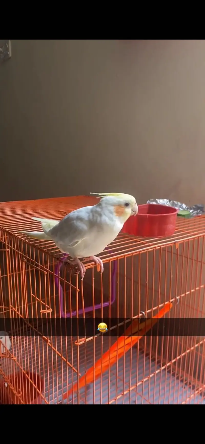 Tamed Lutino Cockatiel | Friendly | No Bite | Singing & Dancing — photo 2