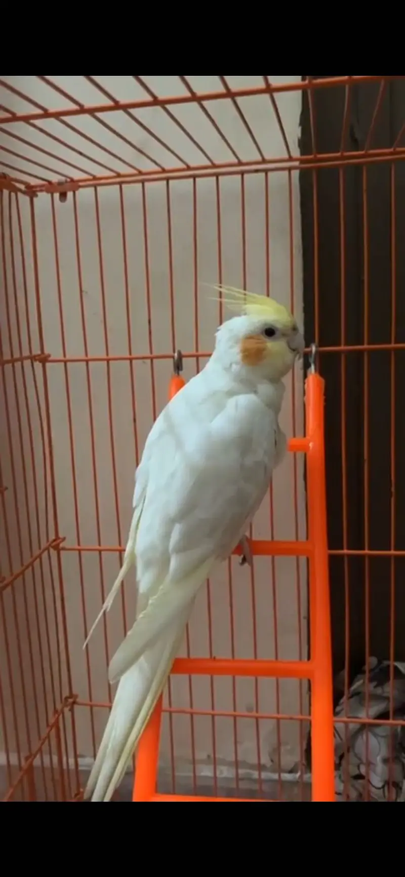 Tamed Lutino Cockatiel | Friendly | No Bite | Singing & Dancing — photo 3