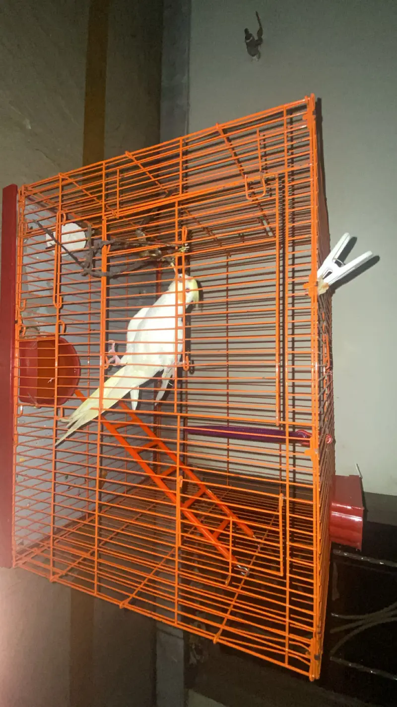 Tamed Lutino Cockatiel | Friendly | No Bite | Singing & Dancing — photo 4