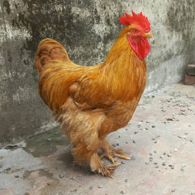 Golden Buff, Brahma, Desi