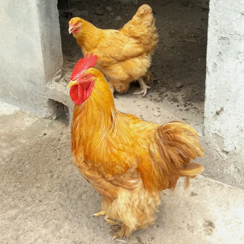 Golden Buff, Brahma, Desi — photo 2