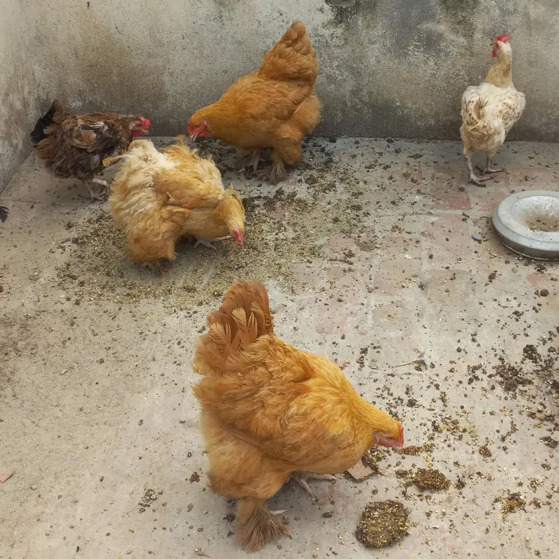 Golden Buff, Brahma, Desi — photo 3