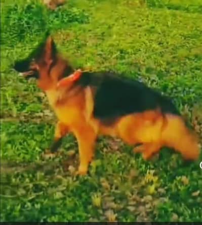 German breed